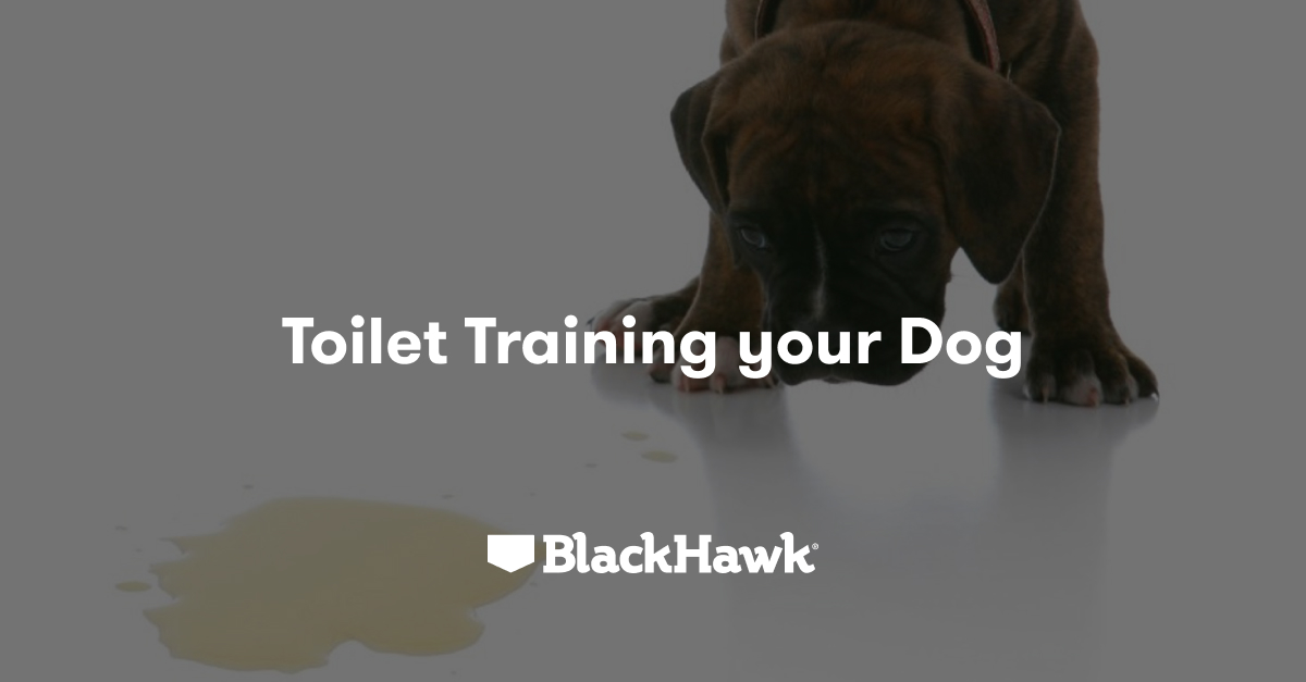 Toilet Training your Dog Black Hawk Black Hawk