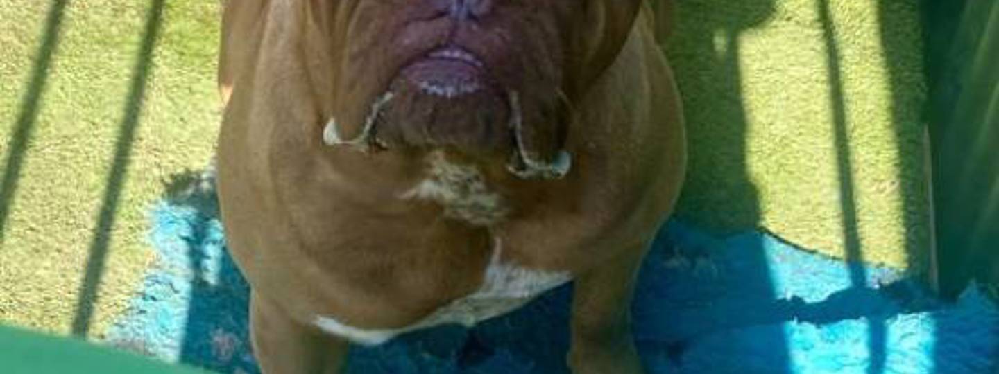 Kaz Freeze Dried Chicken 550X550 background image