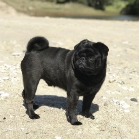 Danni Dry Joints & Muscles 550X550