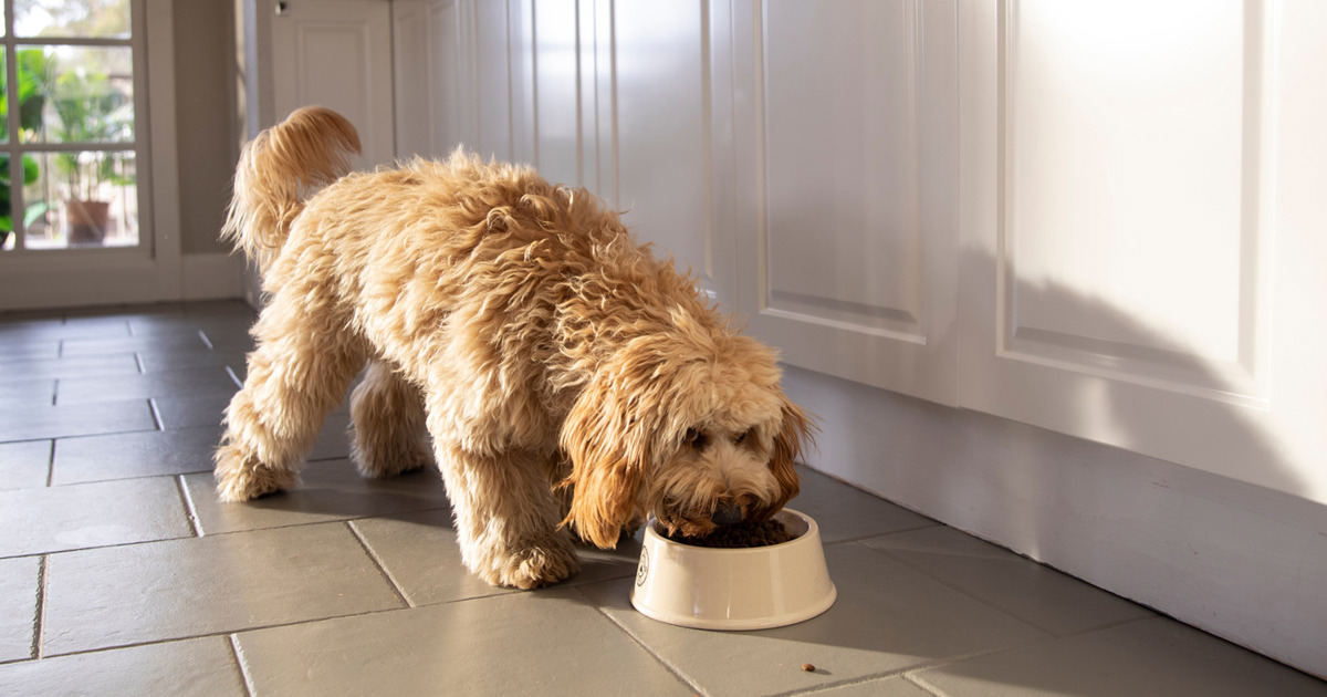 A closer look at Black Cliffs Deeply Black Cliffs Grain Free Dog Food Veterinarian Recommended