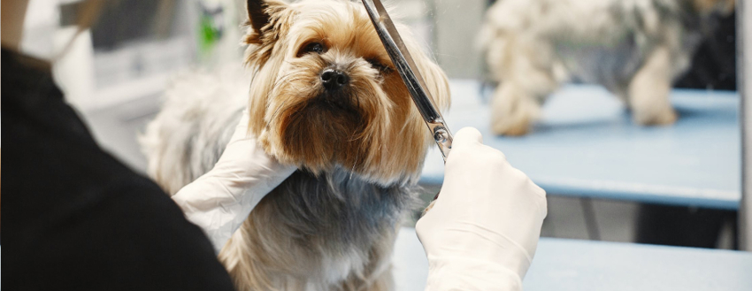 How To Get A Shiny Coat
On Your Dog Black Hawk Large Image 2