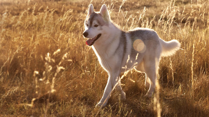 BH Webbanner 2000X715px Highmeat Heroloki