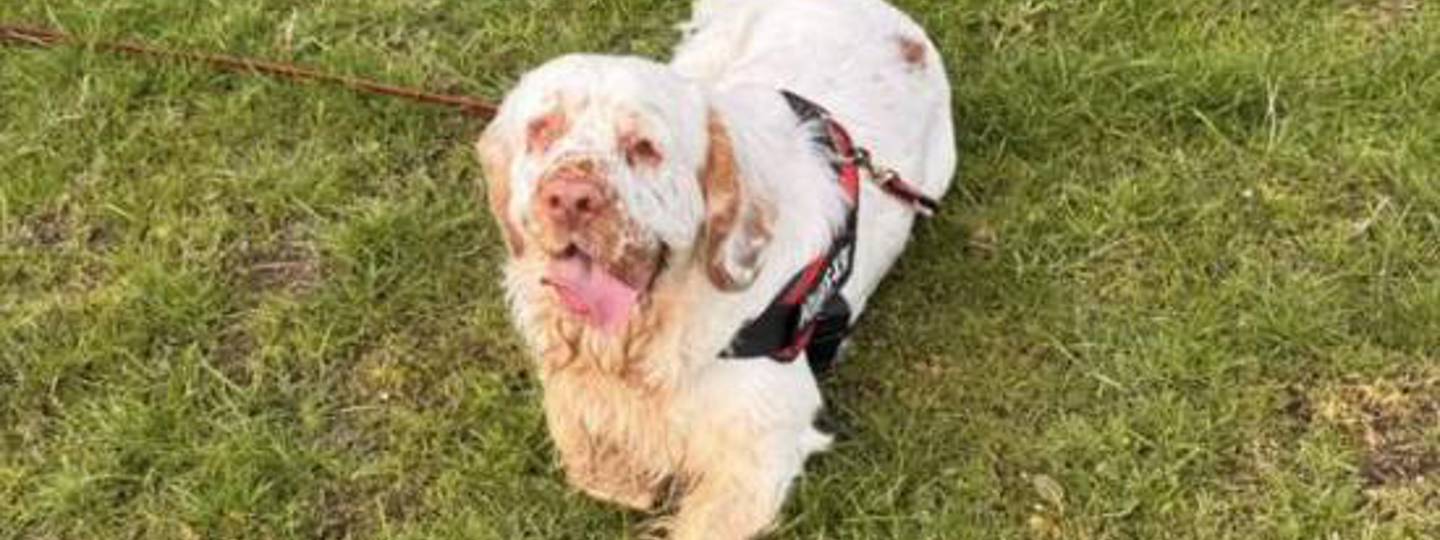 Taniwha Air Dried Beef Mackerel background image