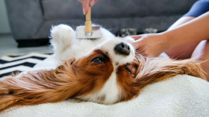 How To Get A Shiny Coat
On Your Dog Black Hawk Header