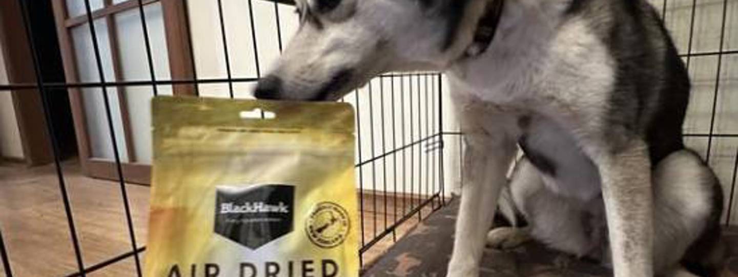 Sheena Siberian Husky Breeder From Melbourne 550X550 background image