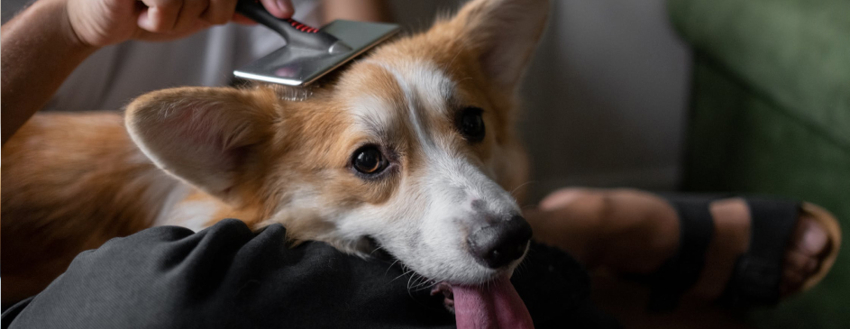 How To Get A Shiny Coat
On Your Dog Black Hawk Large Image 1