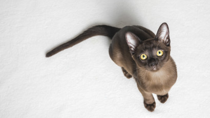 Food For Fussy Cats 2140X1200