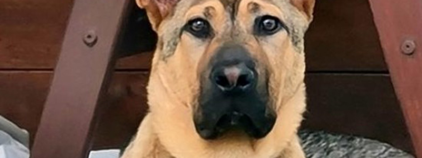 Jenny Dry Sensitive Skin & Gut 550X550 background image