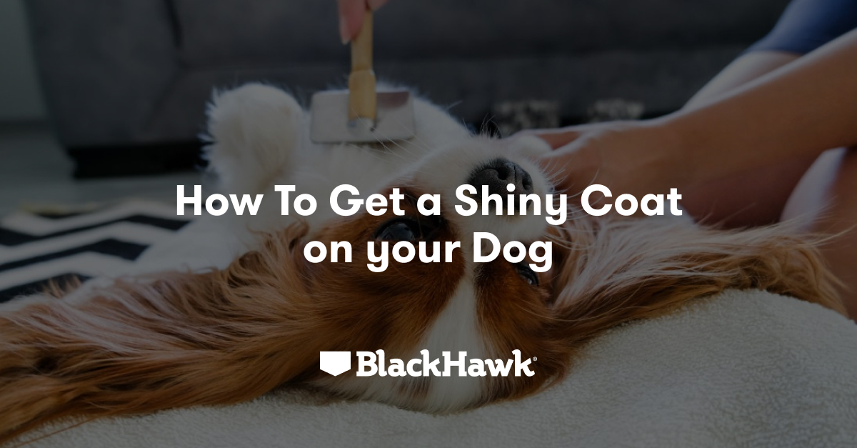 Tips for a Healthy & Shiny Coat on your Dog | Black Hawk - Black Hawk