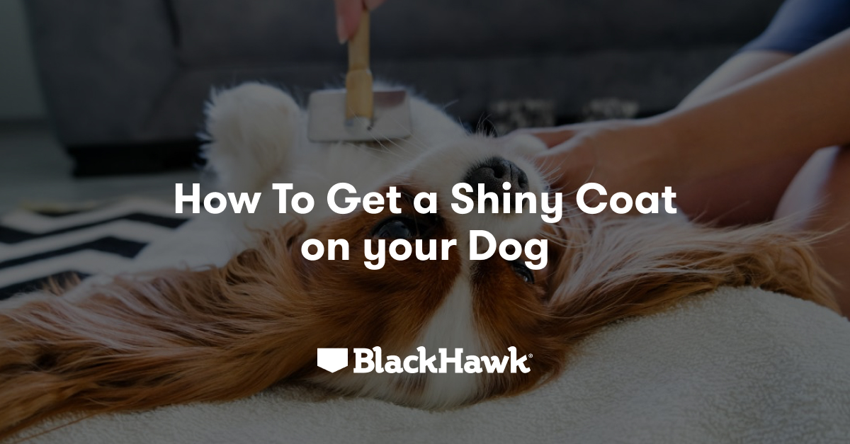 Tips for a Healthy & Shiny Coat on your Dog Black Hawk Black Hawk