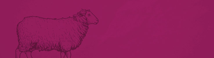 Freeze Dried Dog Treats - Lamb hero image