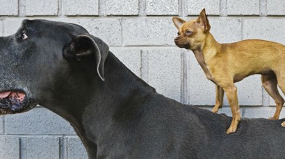 Choosing Puppy Breed 1240X450