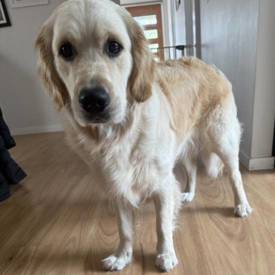 Nikki Freeze Dried Lamb 550X550