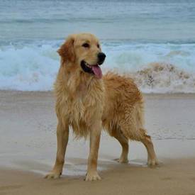 Jenna Freeze Dried Salmon 550X550