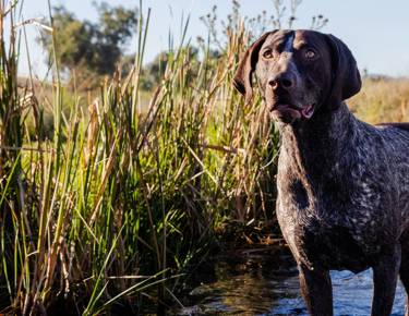 High Meat GSP 1800X1063